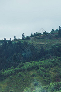 多雨雾林中的针叶树图片