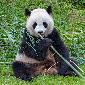 年轻的巨熊猫在草地上图片