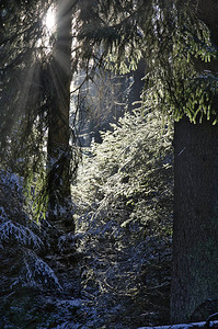 有阳光的冬天一片茂密的针叶林图片