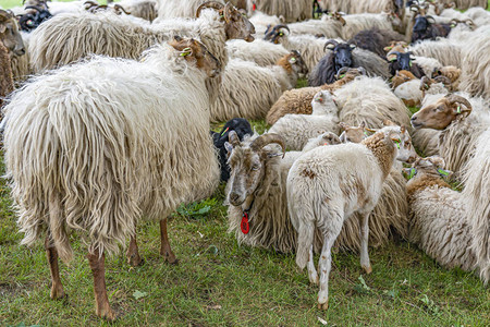 这些绵羊等着在荷兰埃克卢2号的听图片