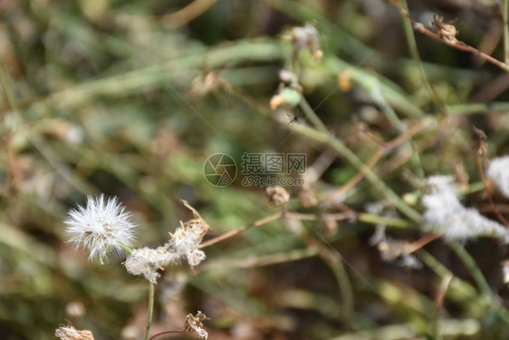 美丽的绿色背景和草植物图片