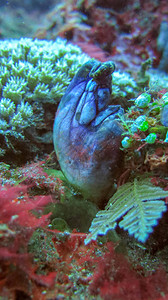 PolycarpaAurata在巴厘岛海的珊瑚中紫蓝色种心海鞘图片