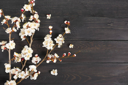杏树的枝条与木制背景上的花朵文本的地方春天的概念来了图片