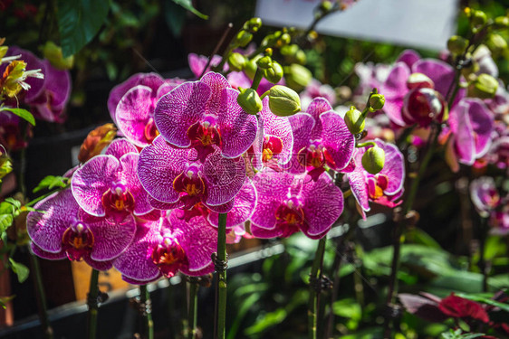 香港花卉市场的花束图片