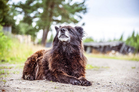高加索牧羊犬户外夏季图片