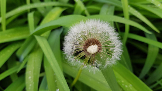 一半的白花朵紧贴在鲜绿色青草片中图片