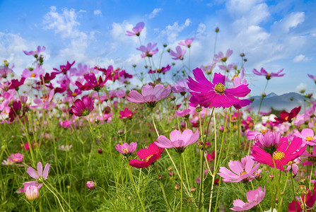 青蓝天空背景的宇宙花朵场美图片