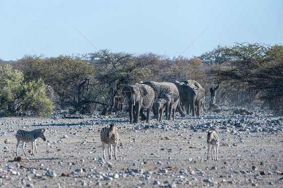 一大群非洲大象非洲Loxodonta图片