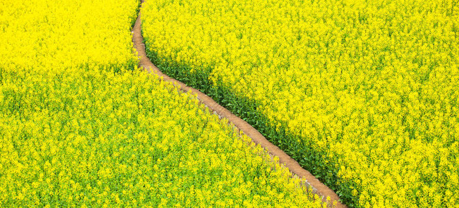 黄芥菜田宁静的土路图片