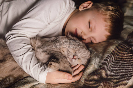 苏格兰在男孩的怀抱中折叠猫图片
