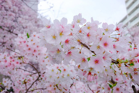 日本东京的樱花或樱花图片