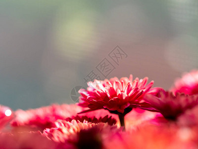 花店里的红菊花无缝花纹背景图片