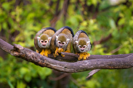 三只普通松鼠猴子坐在树枝上彼此关系图片
