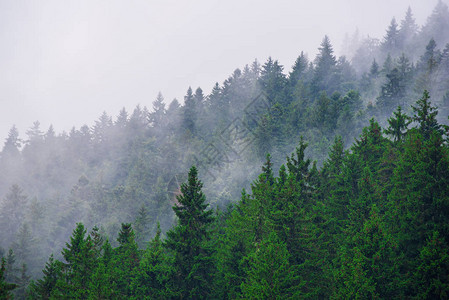 雾多的山地景观有森林风和古老的回潮时尚图片