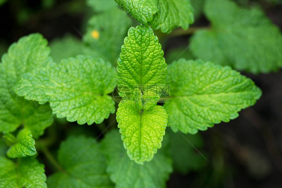 春天花园里生长的新鲜香蜂草顶花图片