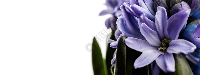 Hyacinth生长的Hyacinth花蕾图片