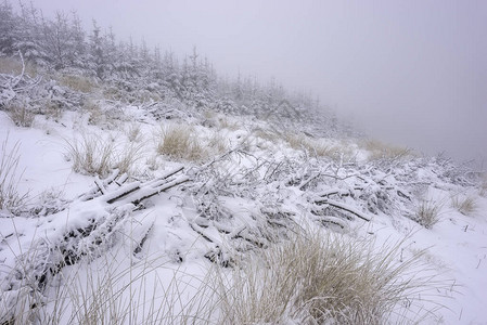 森林草冬天有新雪冬季又寒冷背景图片