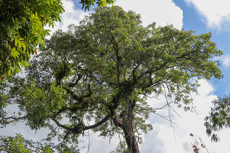 一棵巨大的热带树冠上的树枝上的AspleniumNidus寄生虫nidus的绿叶燕窝蕨是Aspleniaceae科的图片