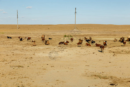 牧牛群在哈萨克斯坦草原上用骆图片