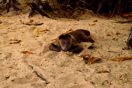 Capuchin猴子或巴西RioParnaiba三角洲的Pregom图片