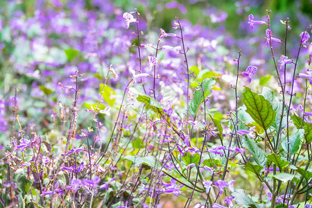 花园里盛开着五颜六色的花朵图片