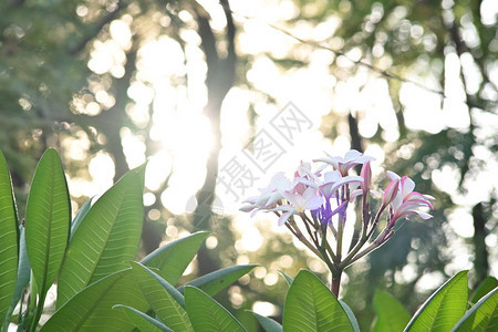 白freangipani羽李花热带花朵图片