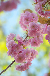 粉红色的嫩枝和樱花盛开的茂盛花朵图片