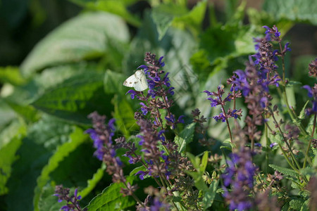 蝴蝶选址在花园背景上开花的紫色鼠尾草上图片