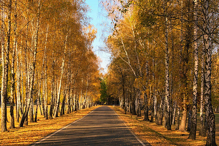 金秋中的沥青路沿路的白桦林秋季色彩缤纷生机勃的绿树成图片
