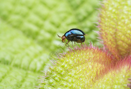蓝背甲虫的近景图片