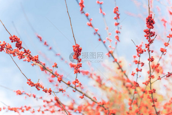 落叶冬青或冬莓负鼠山楂落叶冬青红色果实在大灌木小树上图片