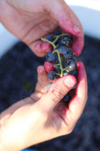 两只手摘葡萄在一大桶白浆果上捆成的葡图片