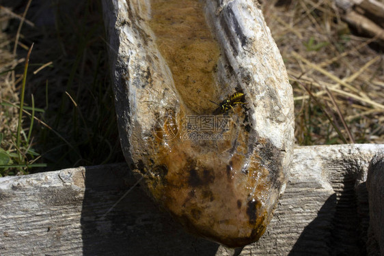 蜜蜂饮用水天然山水图片