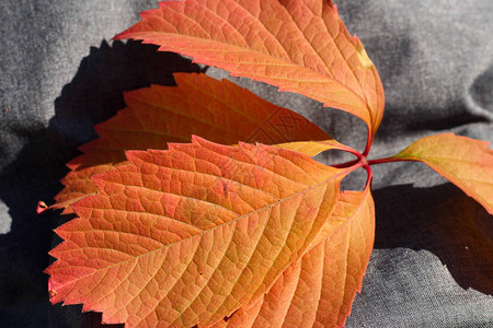 Parthenocissusquinquefolia的红色橙叶子秋季弗吉尼亚爬行者图片