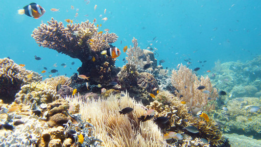 热带海洋和珊瑚礁水下鱼和珊瑚花园水下海鱼热带珊瑚礁海洋五颜六色的水下海景背景图片