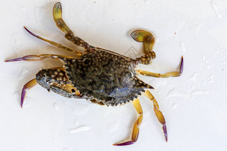 蓝甘露蟹沙蟹的背视图花蟹孤立在白色背景上的梭子鱼新鲜生蓝色游泳海蟹的特写照片背景图片