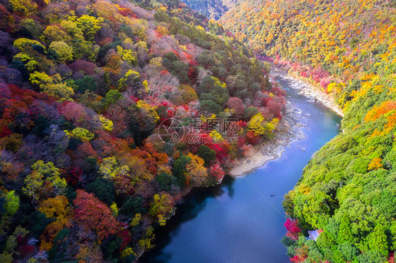 日本大阪京都岚山河沿岸秋季节变化的空中景观鸟瞰图图片