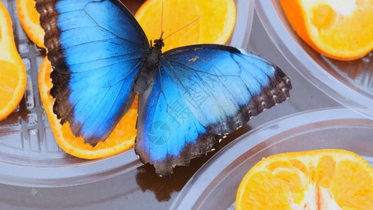 近距离侧观蓝褐色黄磷蝴蝶饮料在柑橘水果上的花蜜图片
