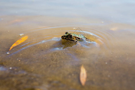 干锅蛙绿黑青蛙在水中背景