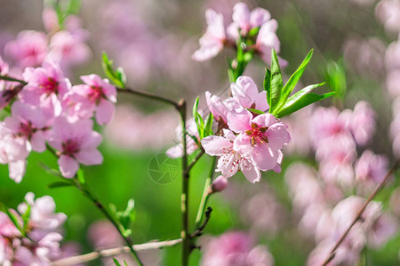 桃花在阳光明媚的日子里开花的树在背景中选择焦点绿色花园上美丽图片