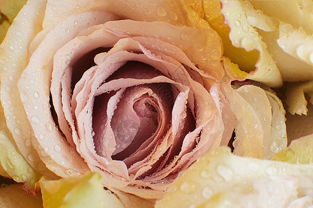 微距照片花条纹和玫瑰上的露珠图片