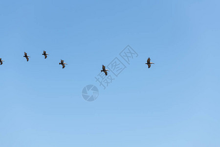 布朗鹈鹕直线飞行从下方俯瞰蓝天图片