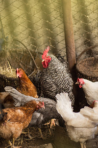鸡舍里的母鸡生物农场的母鸡阳光明媚的日子图片