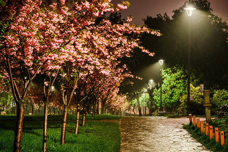 雨夜图片