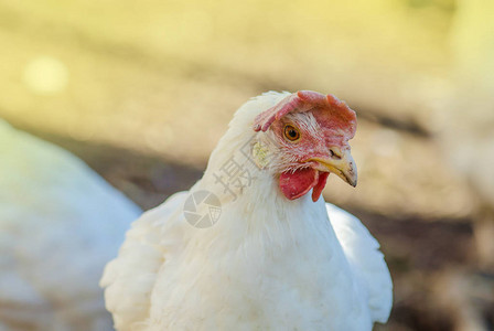 鸡在农场吃食物母鸡在舍里喂玉米与鸡群的农场业务自然饲养牲畜鸡背景图片