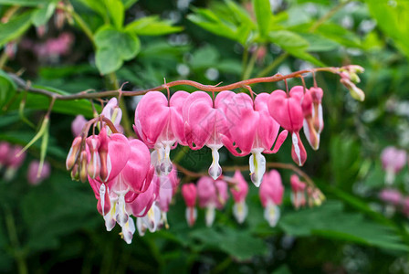 绿色花园背景上美丽的粉红色出血的心花dentrafo图片