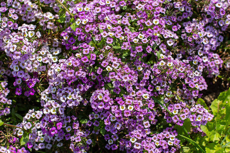 Lobularia开着紫色的丁香小花园林观赏开花植物图片
