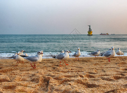 海云台海滩釜山韩国亚洲的海鸥图片