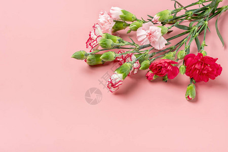 粉红色背景上的不同粉红色康乃馨花束顶视图平躺假日卡3月8日图片