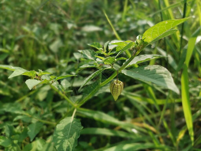 绿色新鲜的植物以果实图片